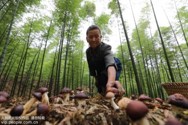 贵州省赤水市复兴镇仁超微茄子视频在线看污友村村民在竹林中采摘食用菌