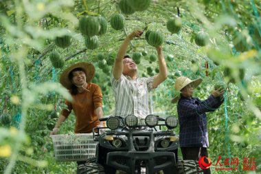品质和产量超微茄子视频在线看污得到提高